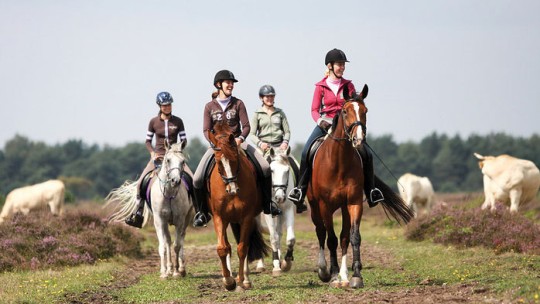 Activity / Day out Horseback riding on the Veluwe