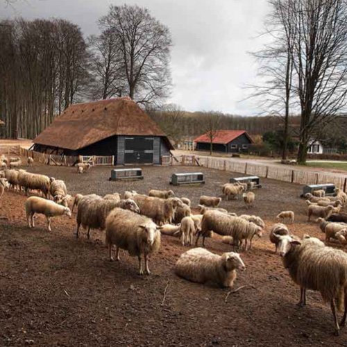 Sheepfold Hoog Buurlo