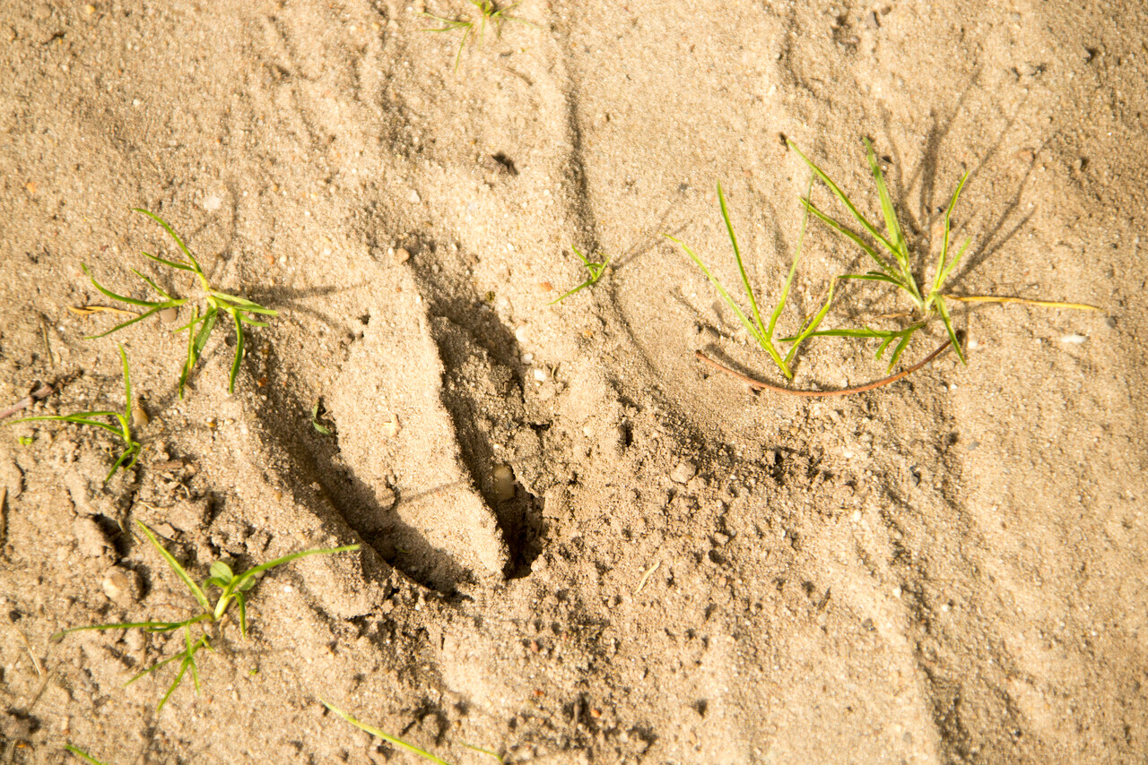 Animal track search, Staverden estate