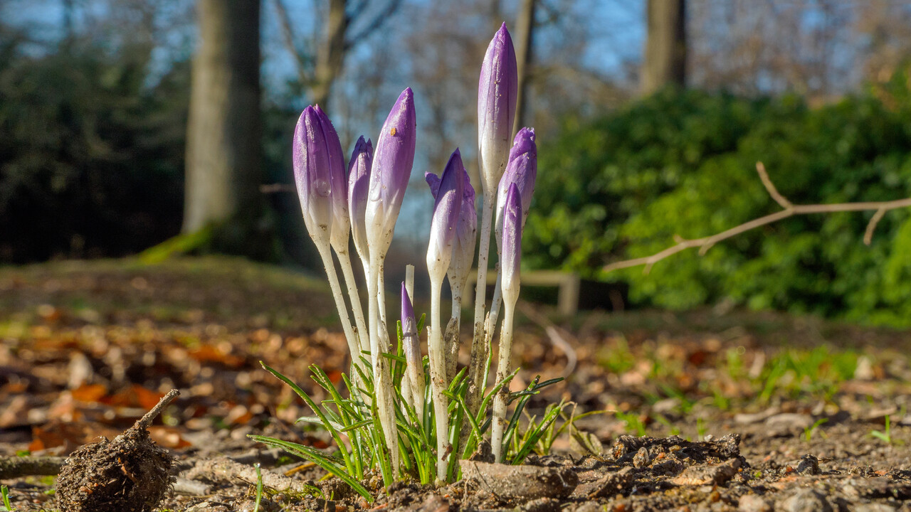 Spring walk, Hoekelum estate