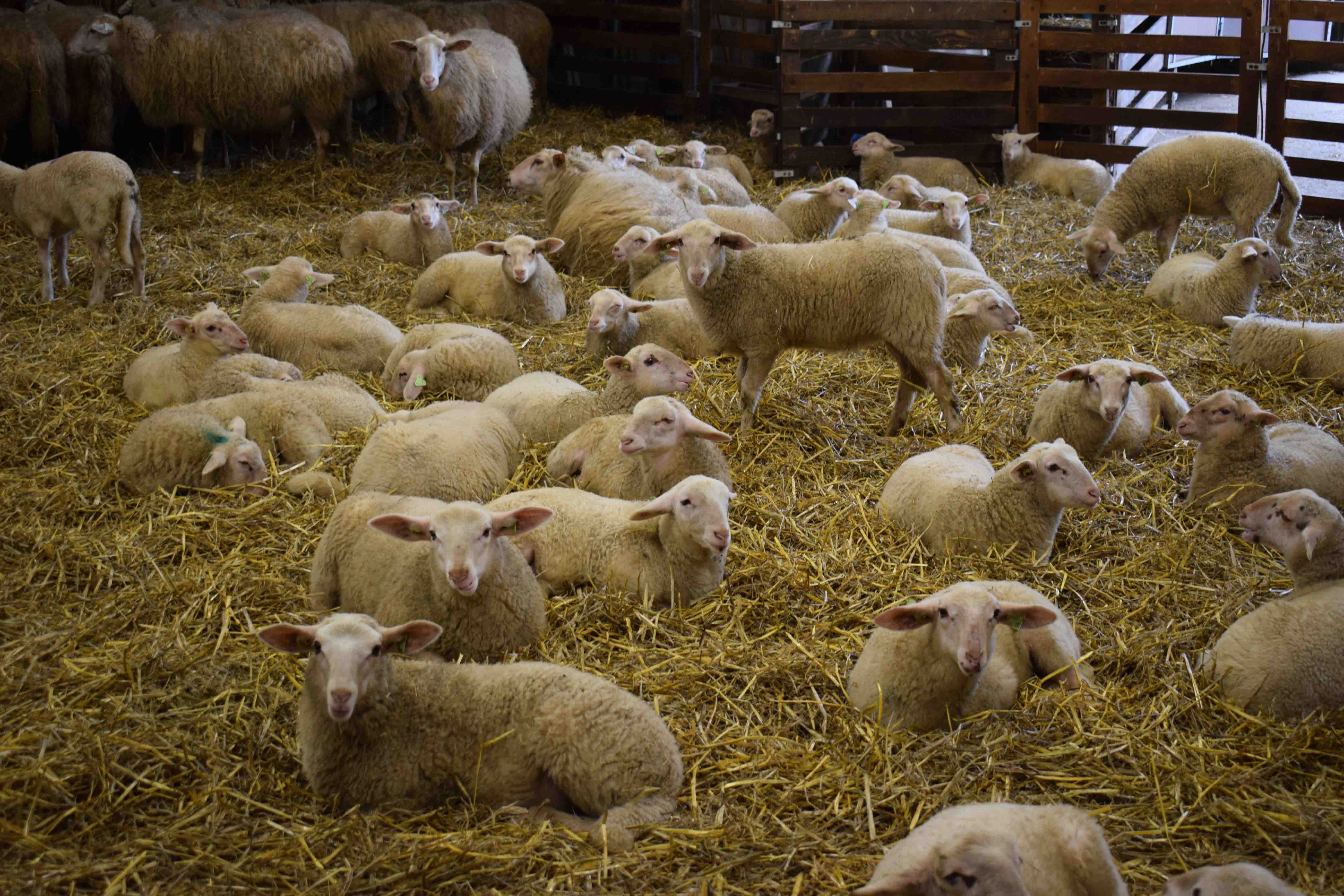 Lamb Day - Sheepfold Schapenrift Ermelo