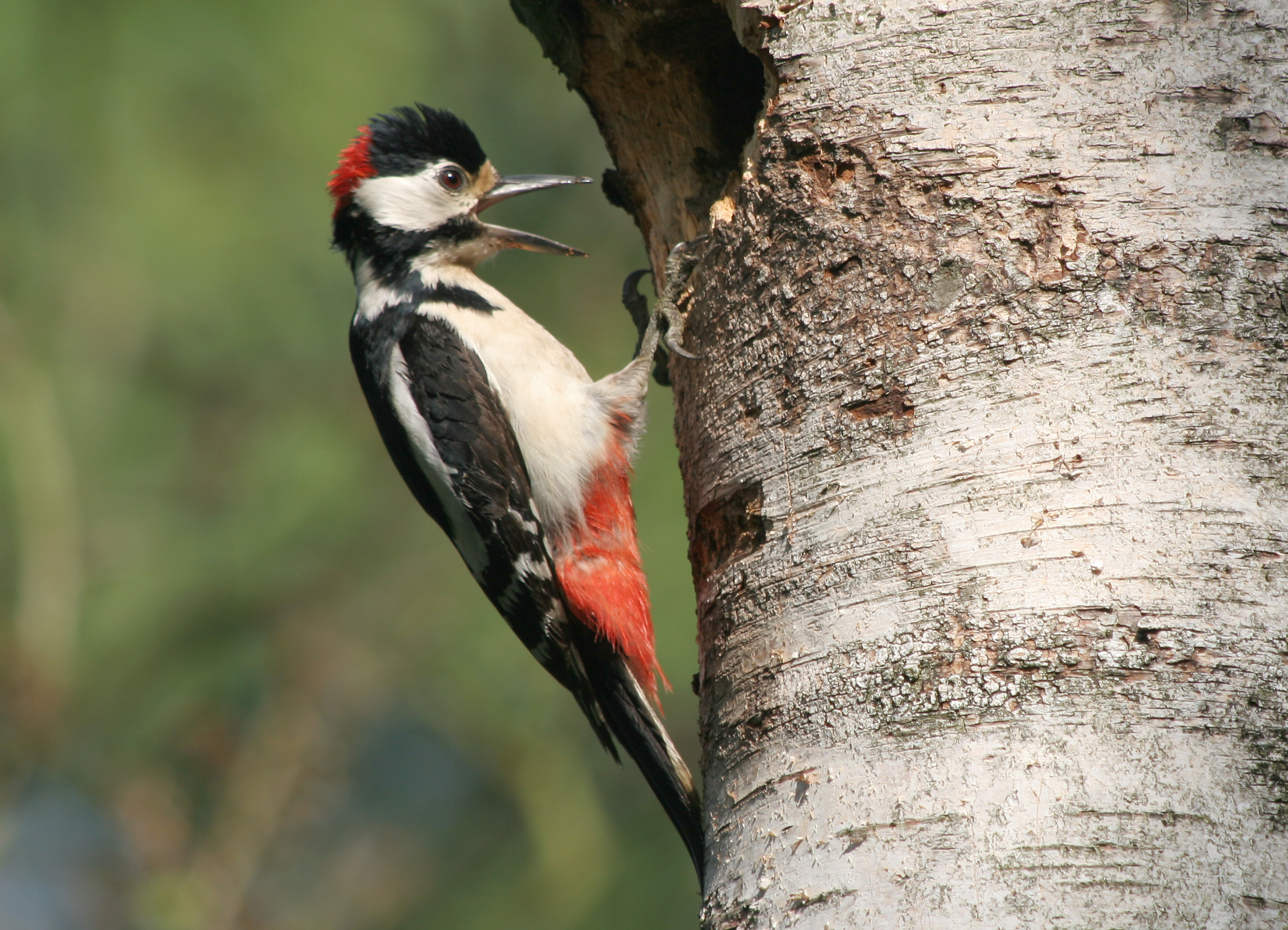 Bird walk, Vijverberg