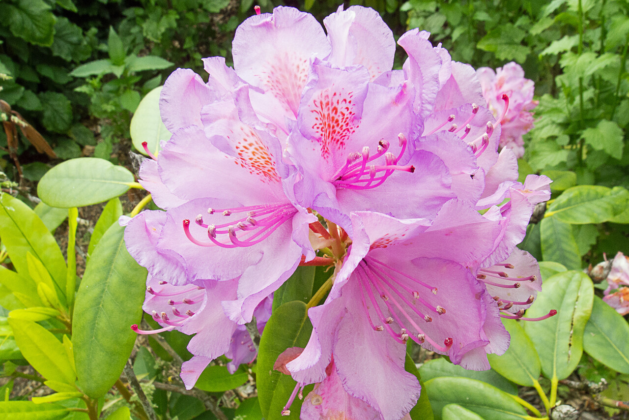 Rhododendron walk, Warnsborn estate
