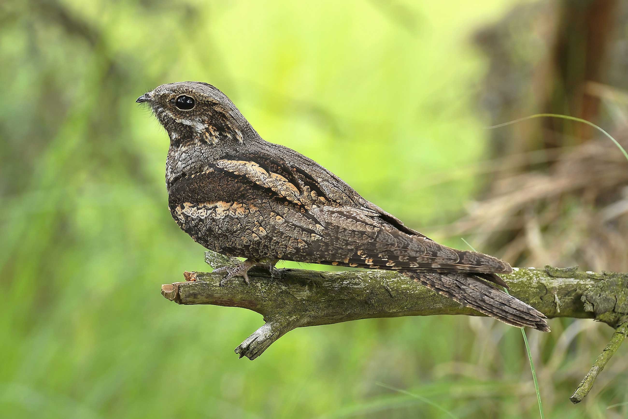 Nightjar excursion, Wekeromse Zand