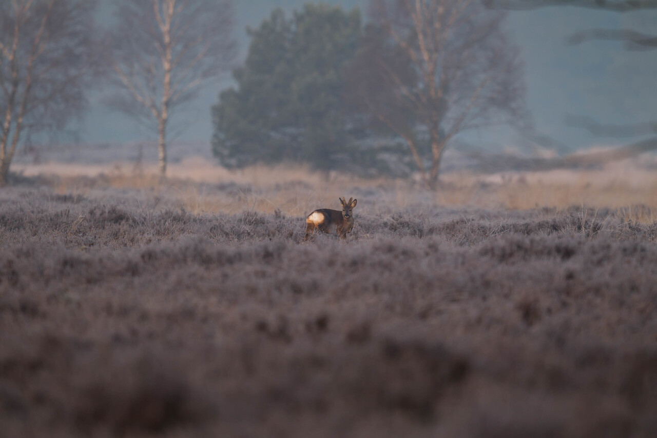 Morning walk, Tongeren Heath
