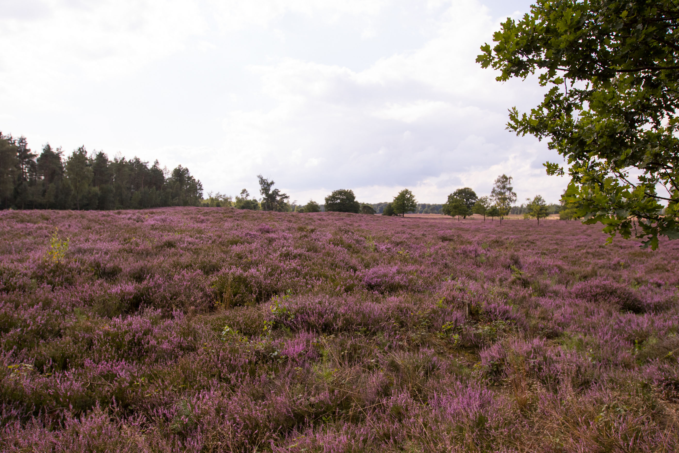 Flowering heathland walk, Tongeren Heath