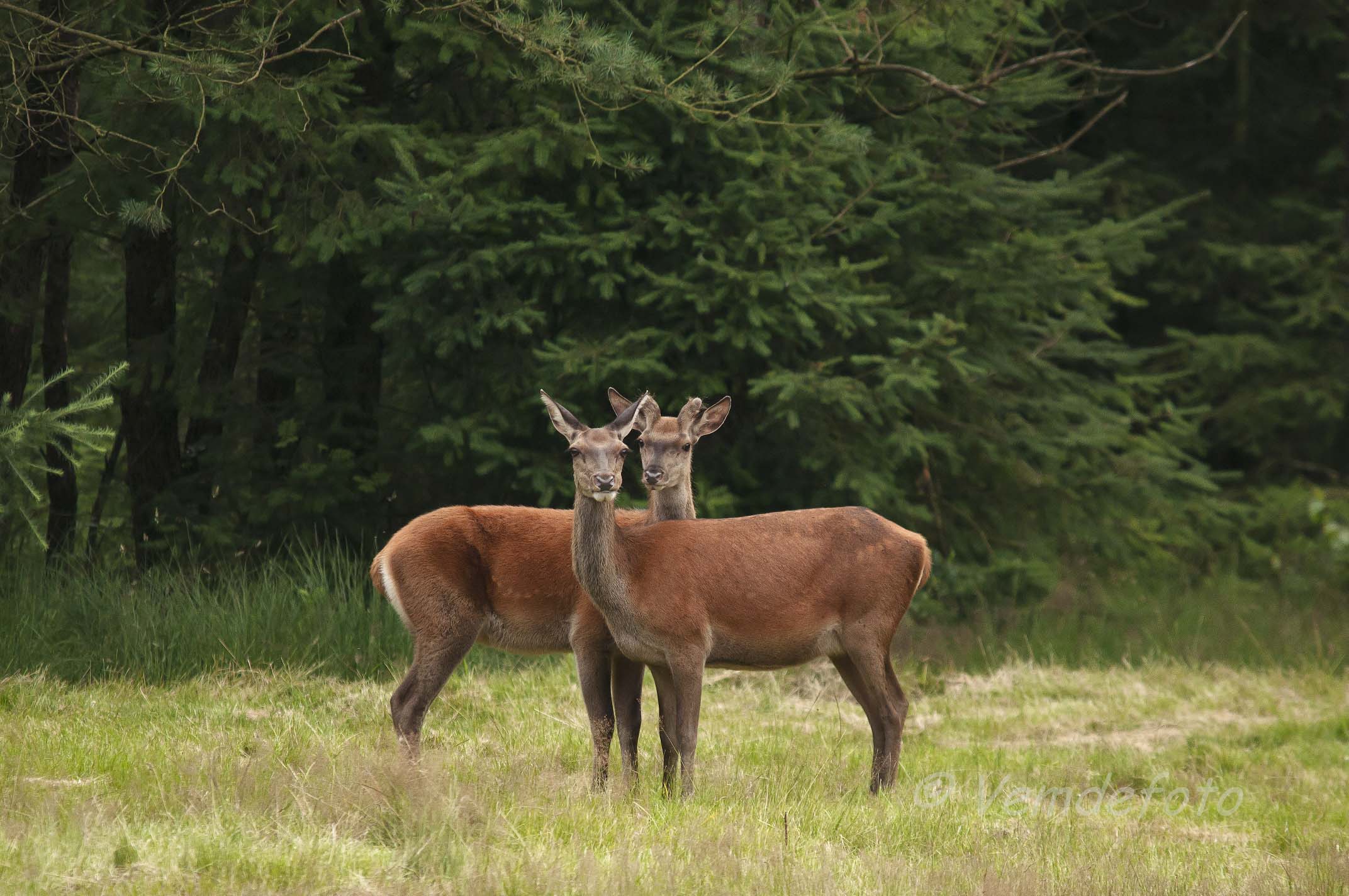 Wildlife observation, De Dellen estate