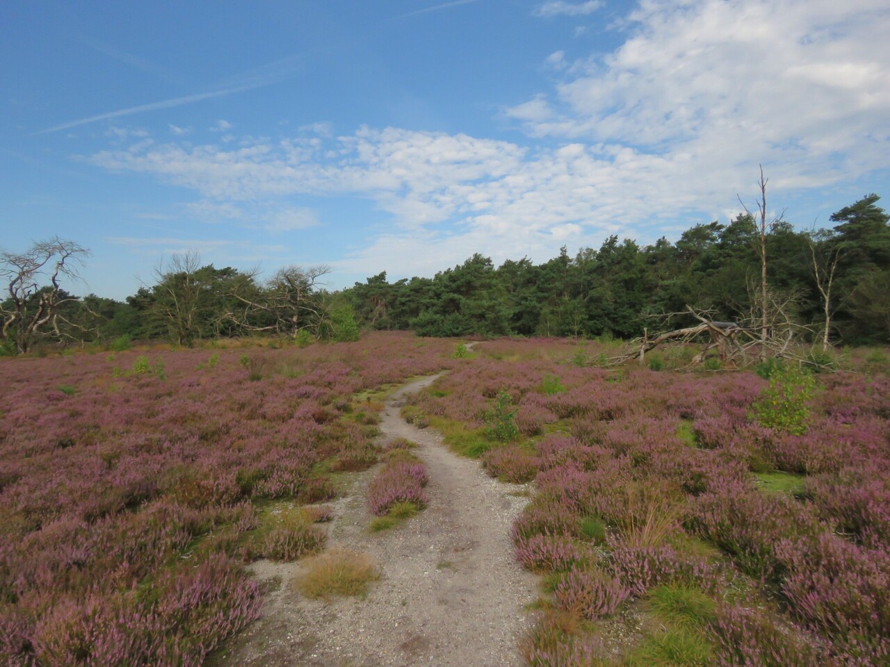 Flowering heathland walk, Staverden estate