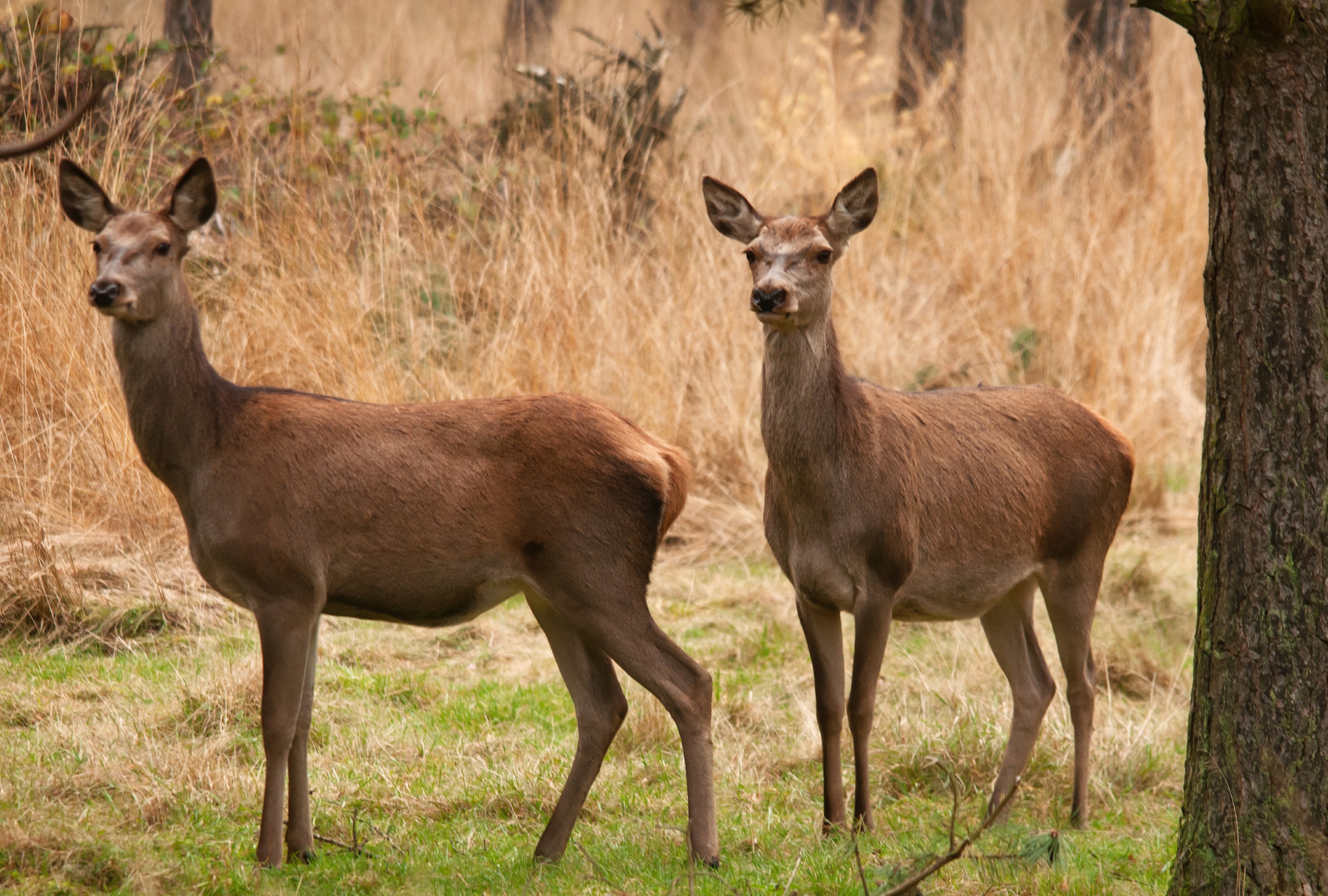 Wildlife observation, De Dellen estate