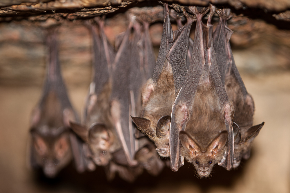 Bat excursion, Hoekelum estate