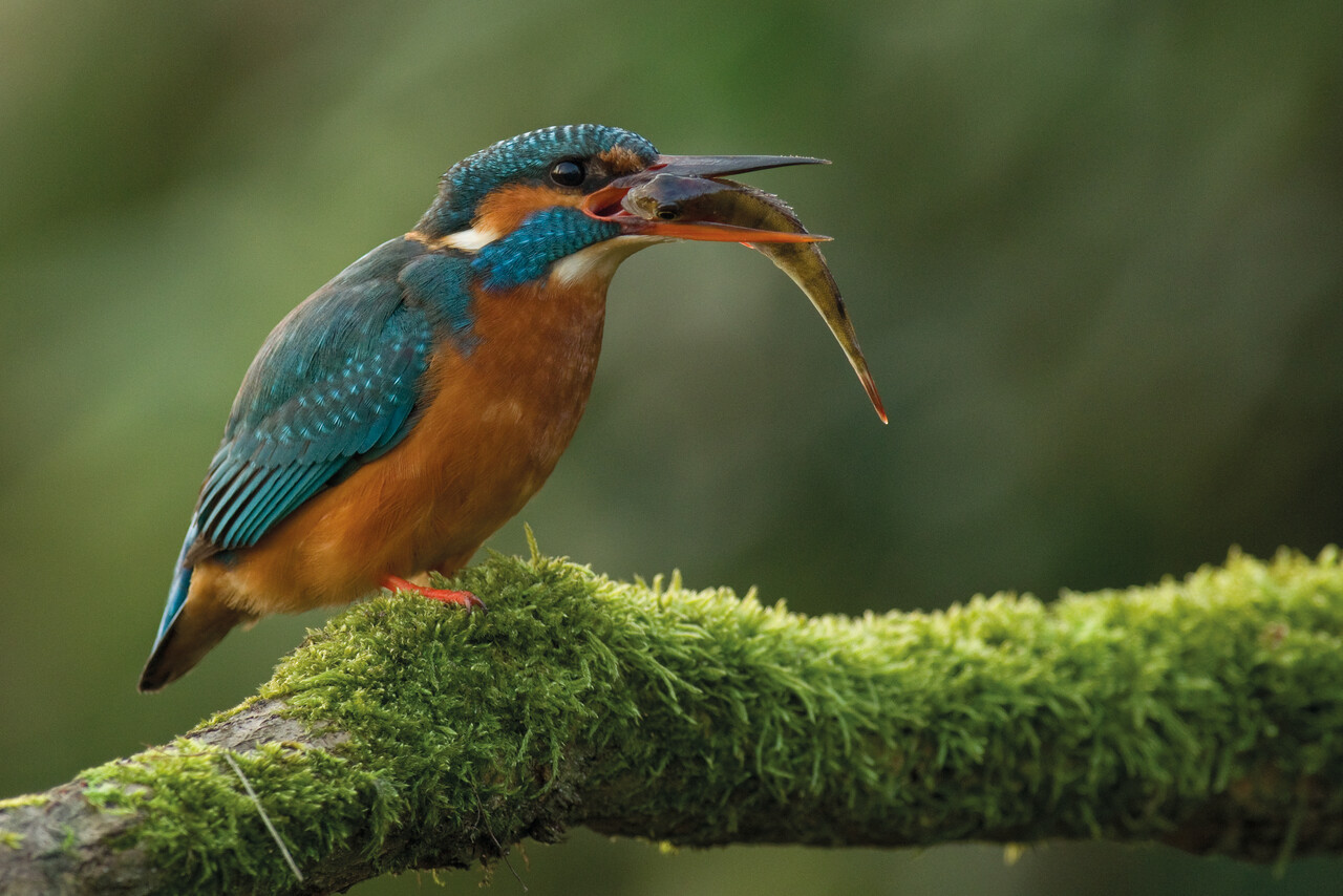Bird excursion, Hattem Wiessenbergse Kolk