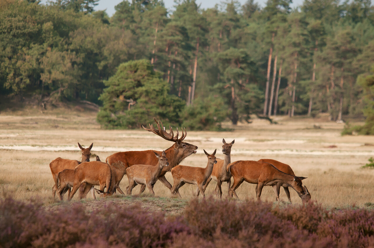 Deer spring excursions, The Dellen