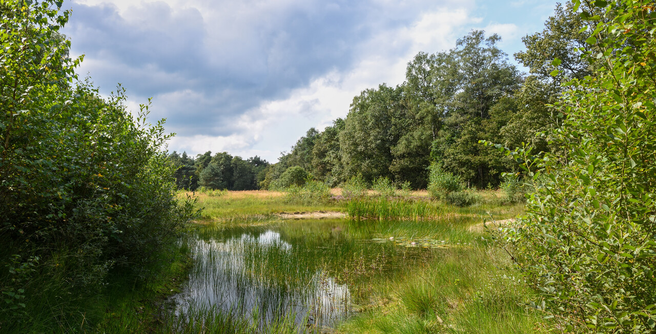 Free walk, Wilbrink forest