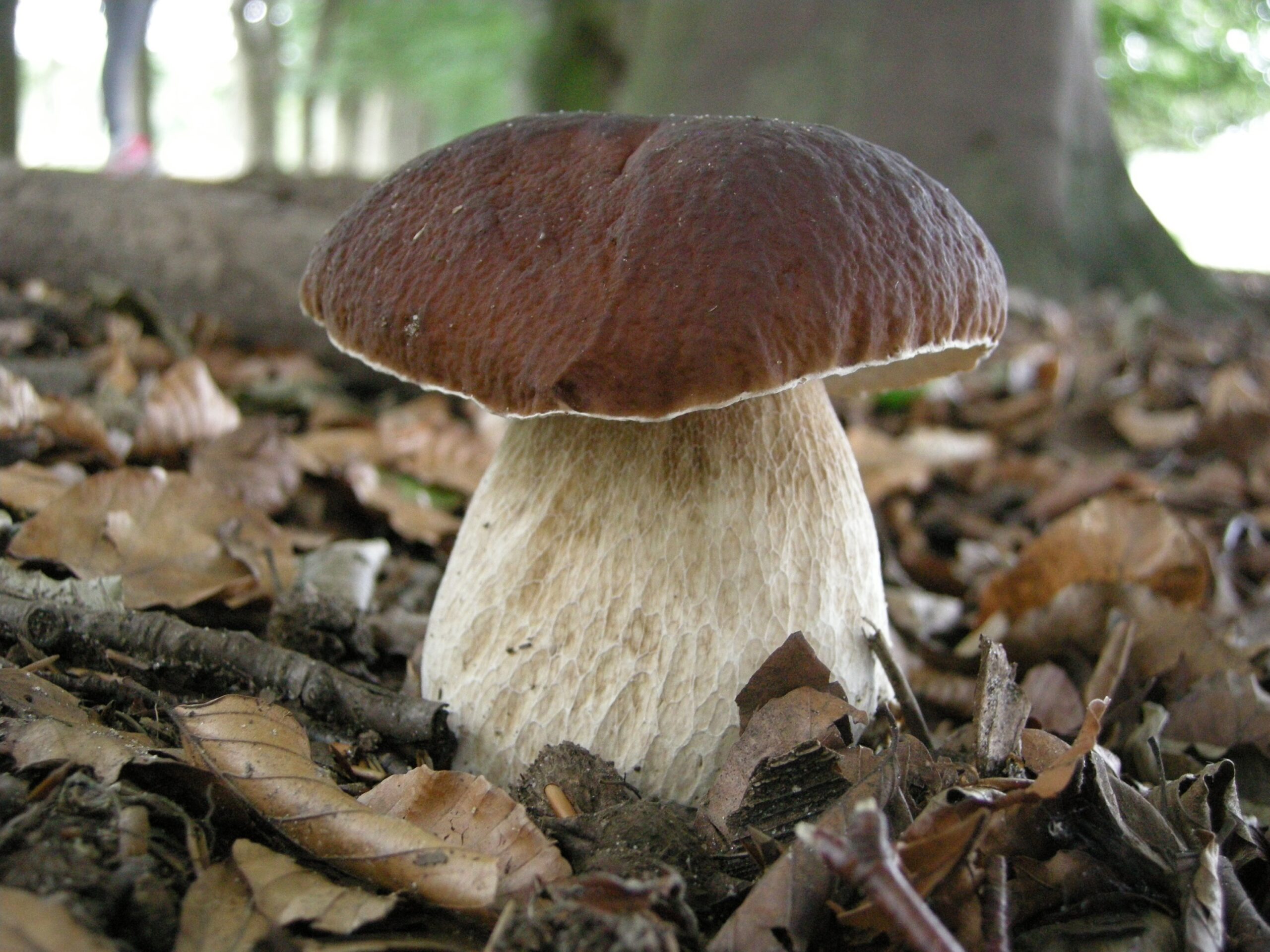 Mushroom walk, Majuba