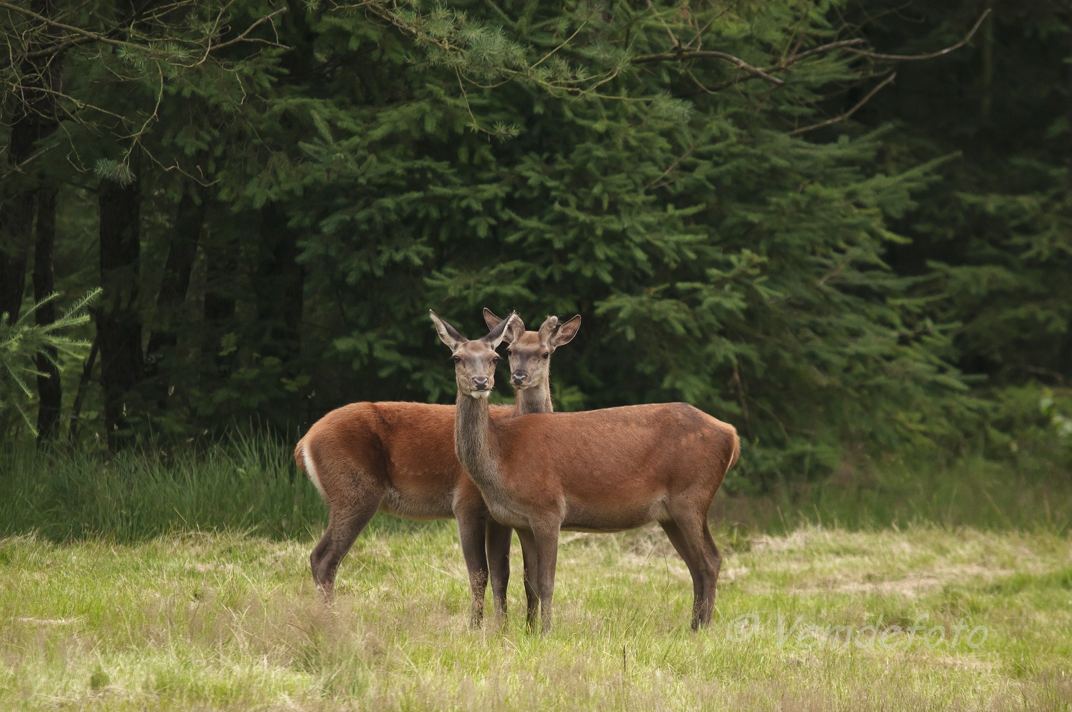 Wildlife observation, Daendels' yard