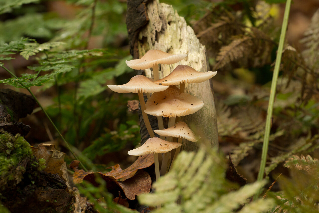 Mushroom walk, Staverden estate