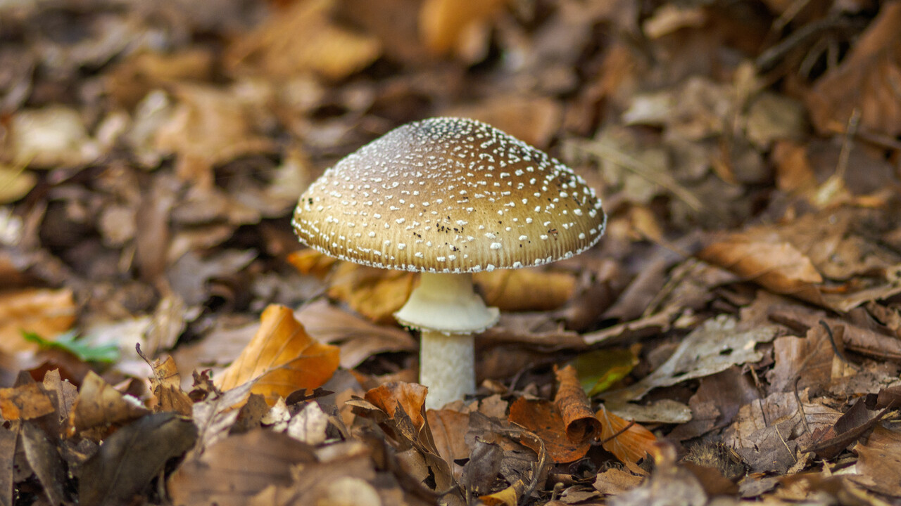 Mushroom walk, Warnsborn estate