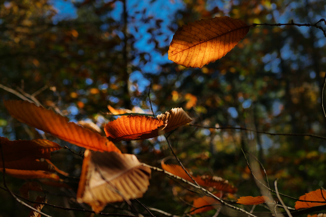 A nature walk in the dark with children