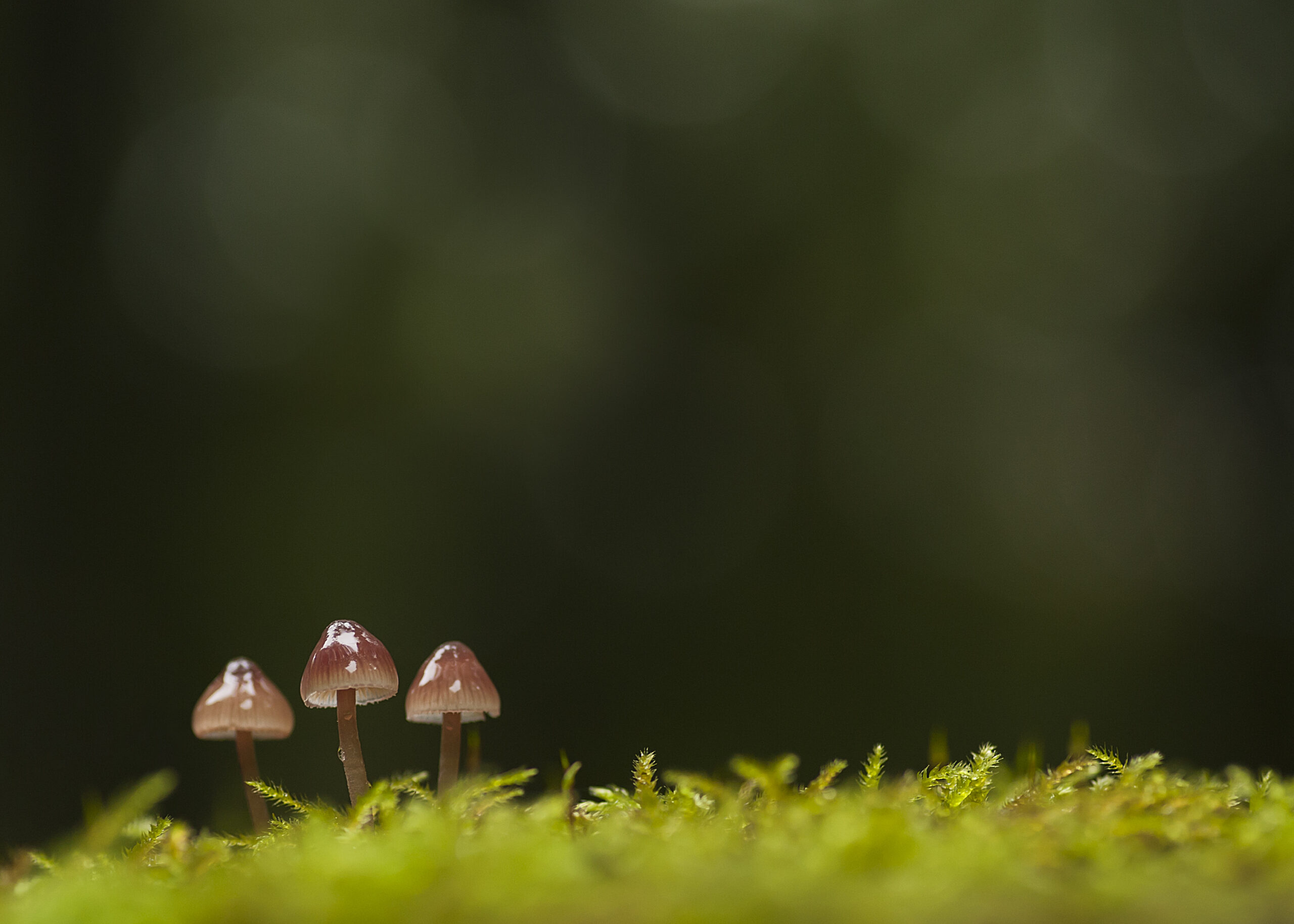 Mushroom excursion, Hoevelaken estate