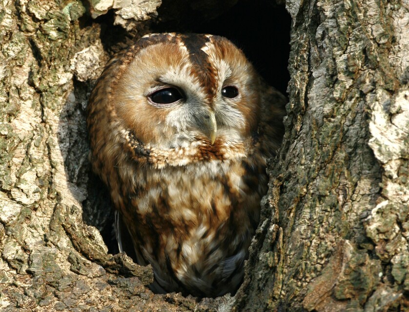 Owl excursion, Hoekelum estate