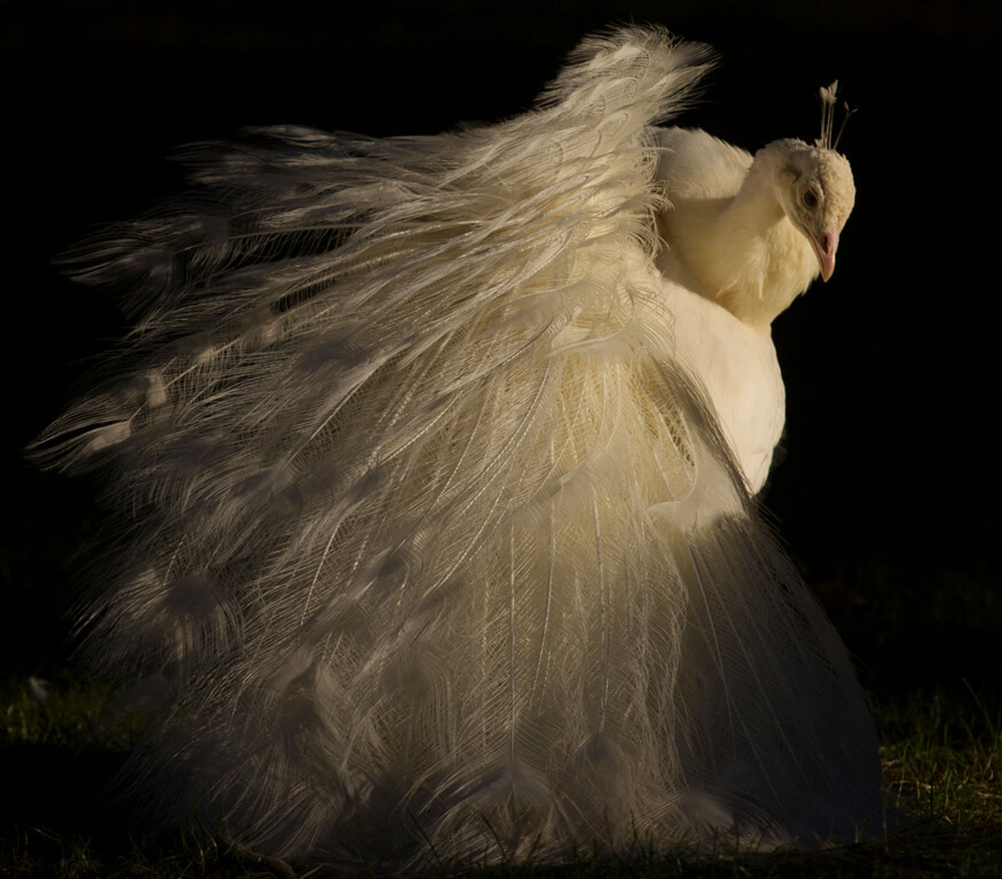 Sagas, shadows and legends, Staverden estate