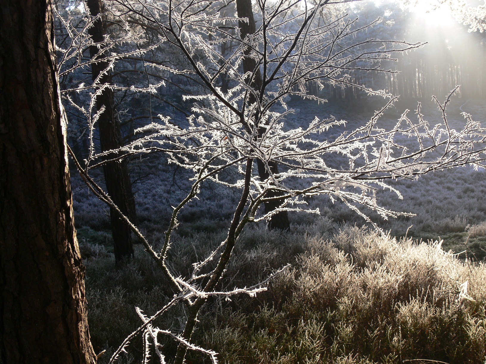 Winter walk, Wilbrink forest