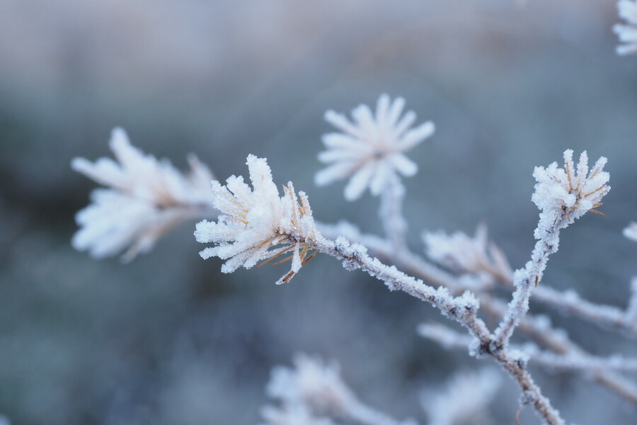 Winter walk on the Sysselt
