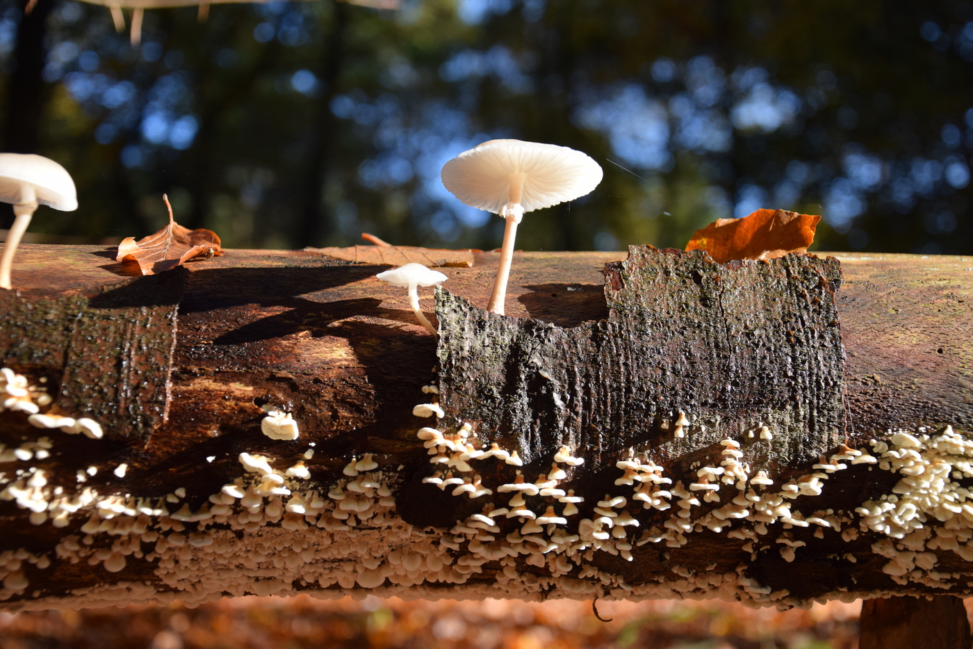 Children's evening walk on the Hoekelum estate