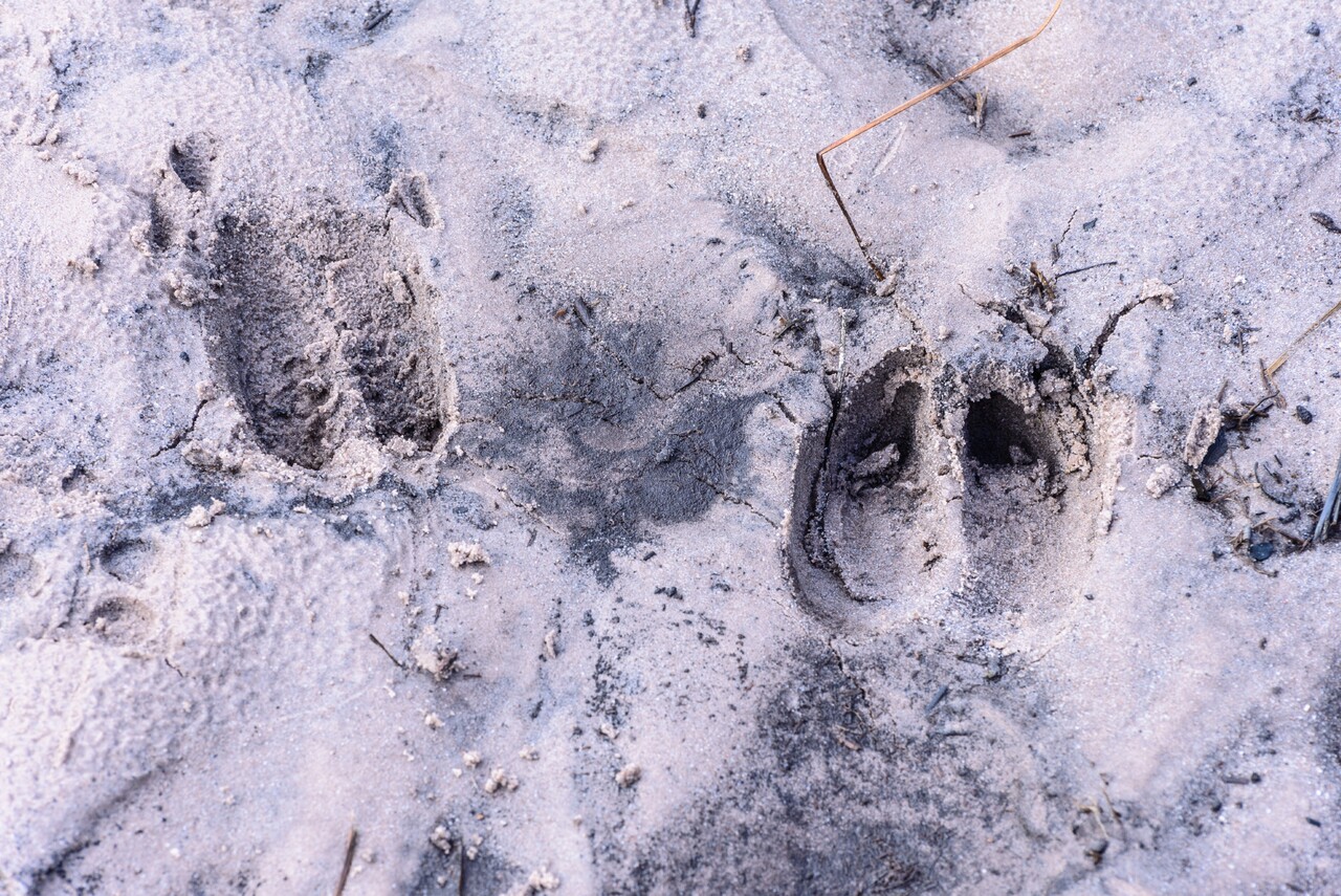 Animal tracks walk on the Lichtenbeek estate