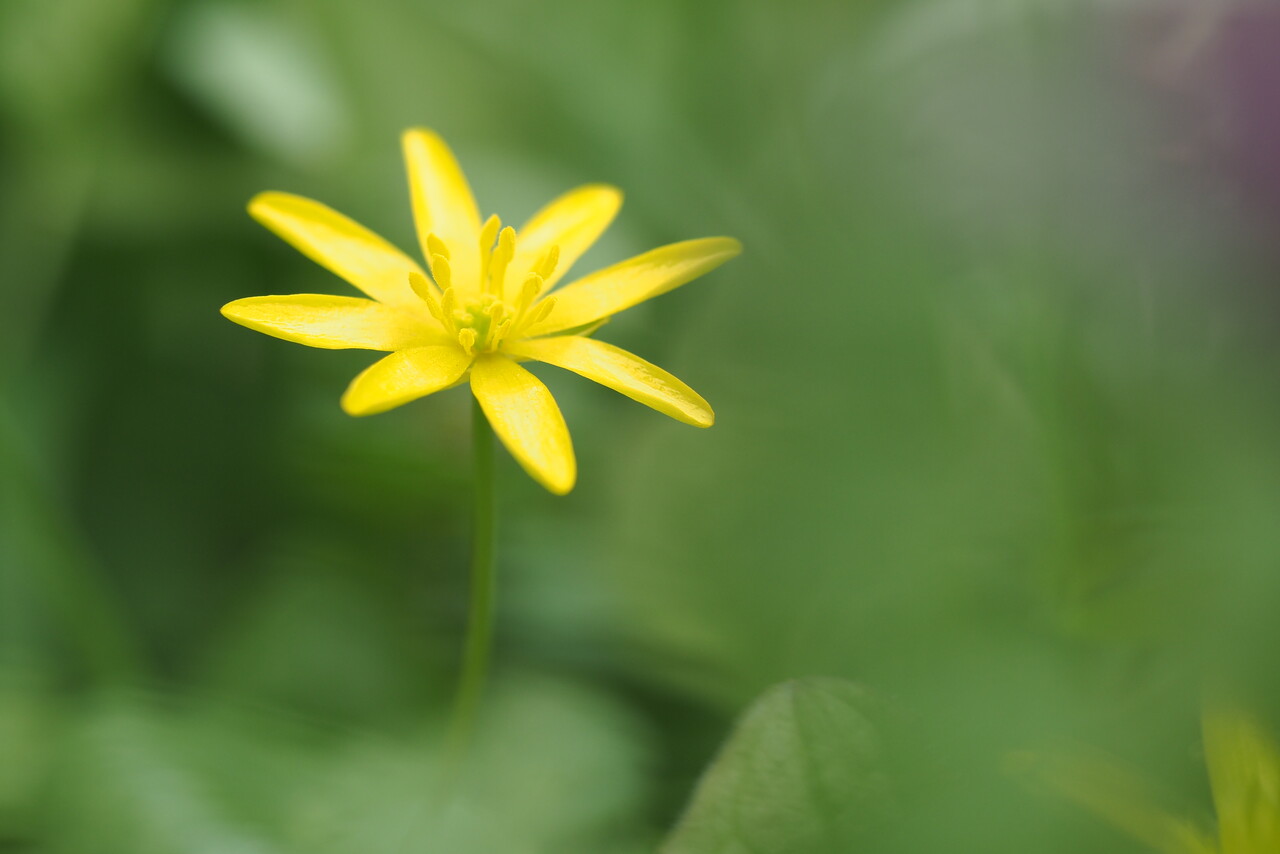 Spring bloomers, Staverden estate
