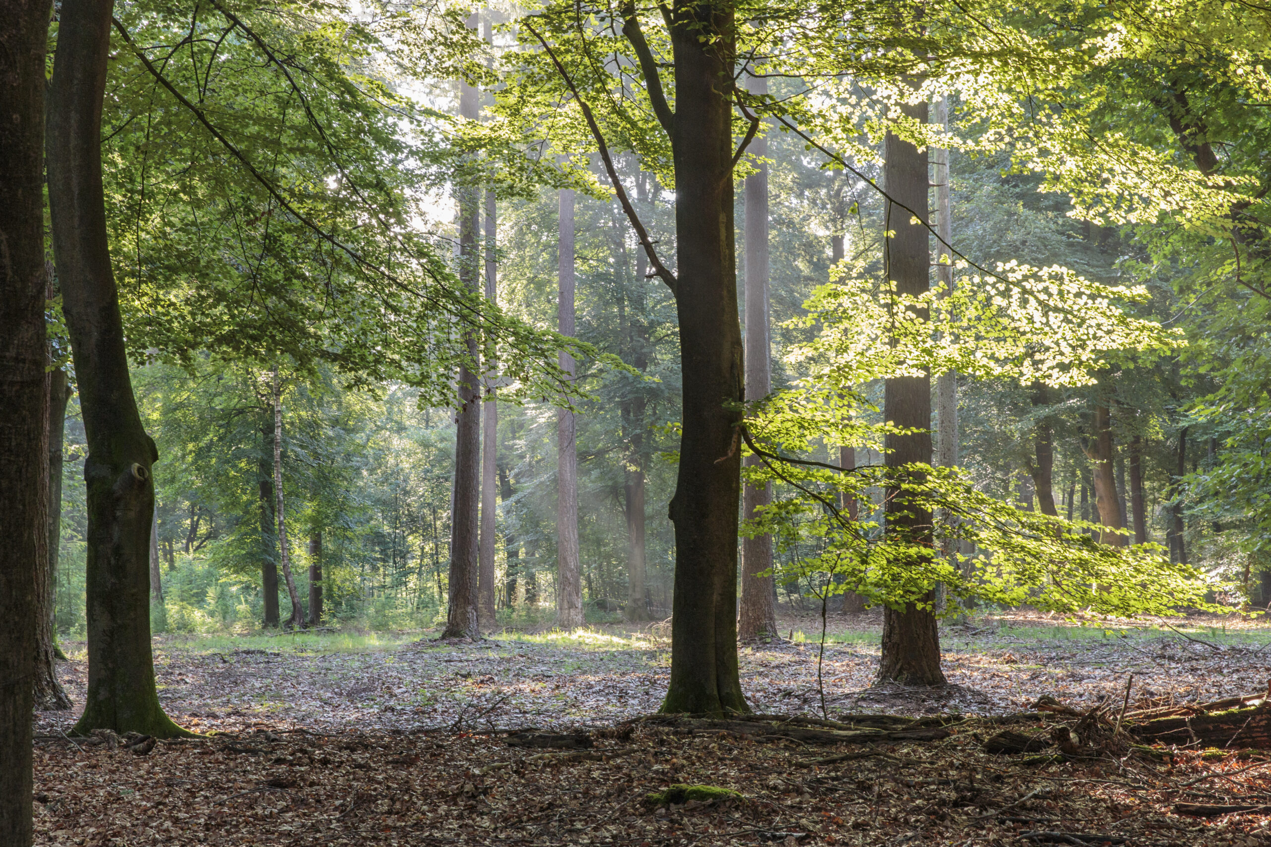Morning walk, De Dellen estate