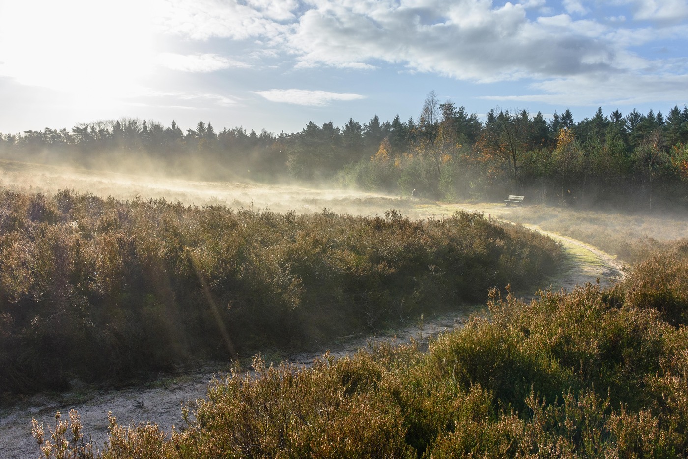 Fresh morning walk, Petrea