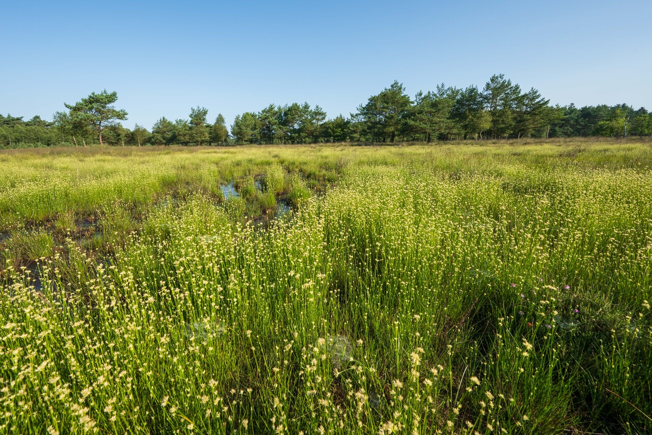 Green meadow walk, Staverden estate