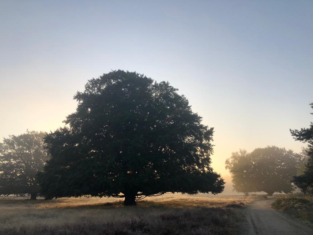 Early Morning Walk at Wekeromse Zand