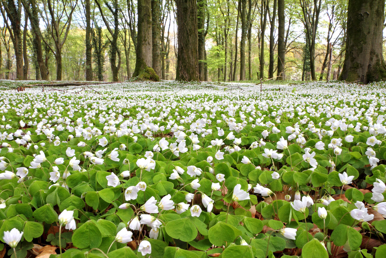 Sunday morning walk, Lichtenbeek and Boschveld estates