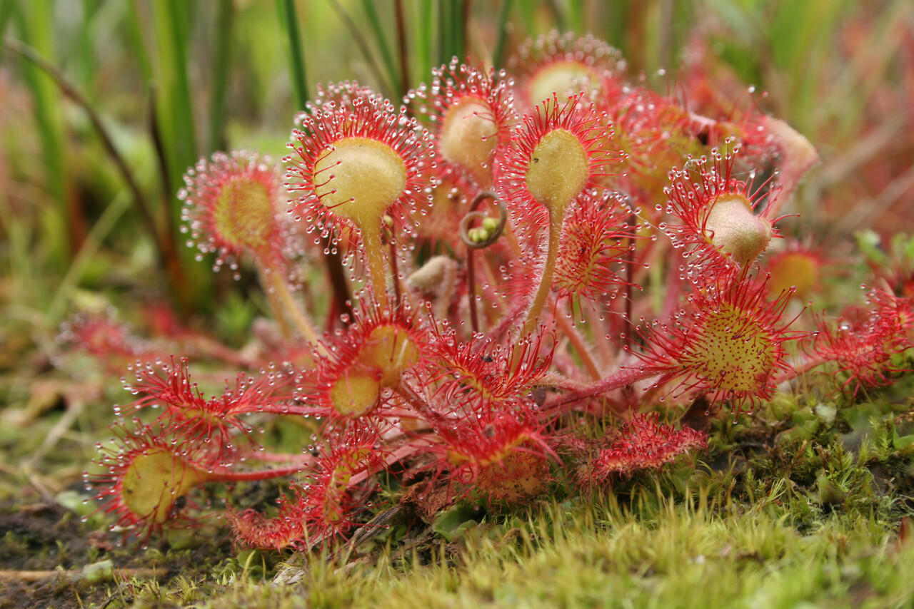 Special Plant Excursion at the Staverden Estate