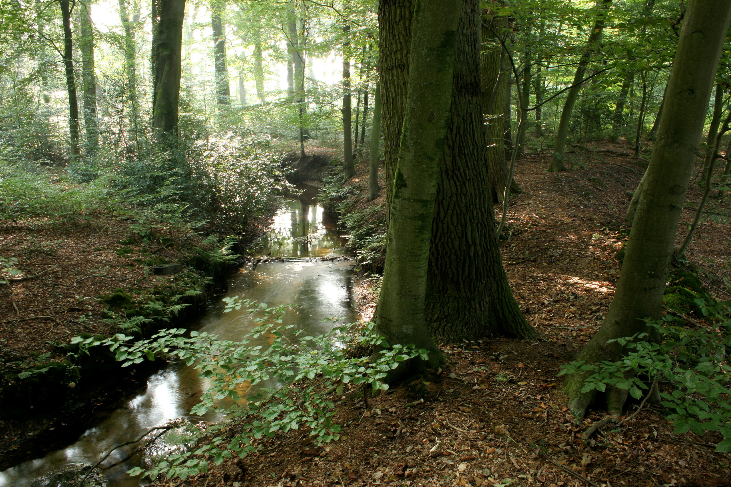 Along the Staverdense Beek, Staverden estate