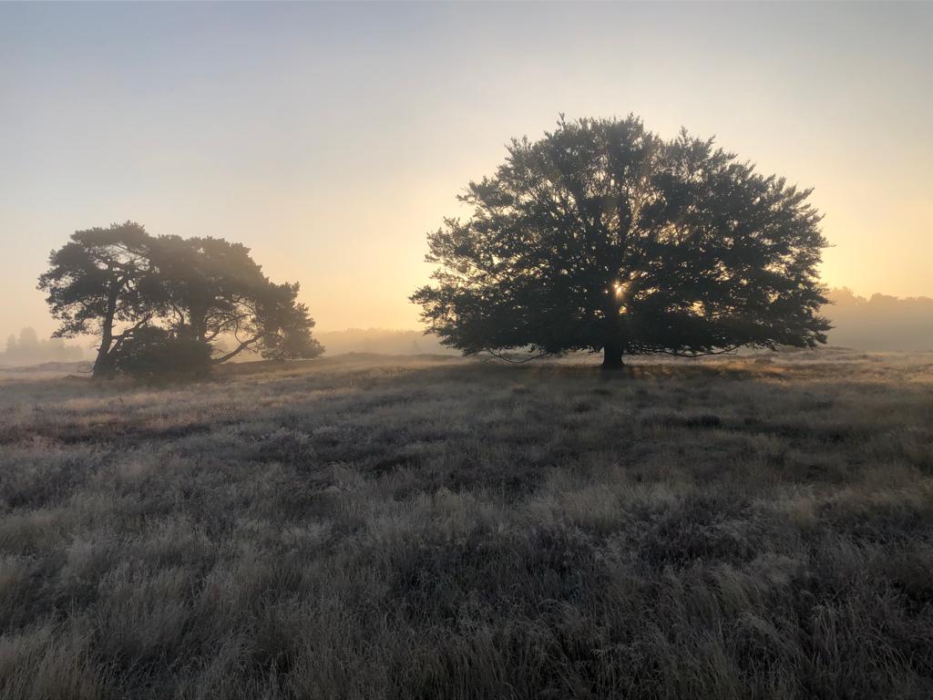 Twilight Walk through Wekeromse Zand