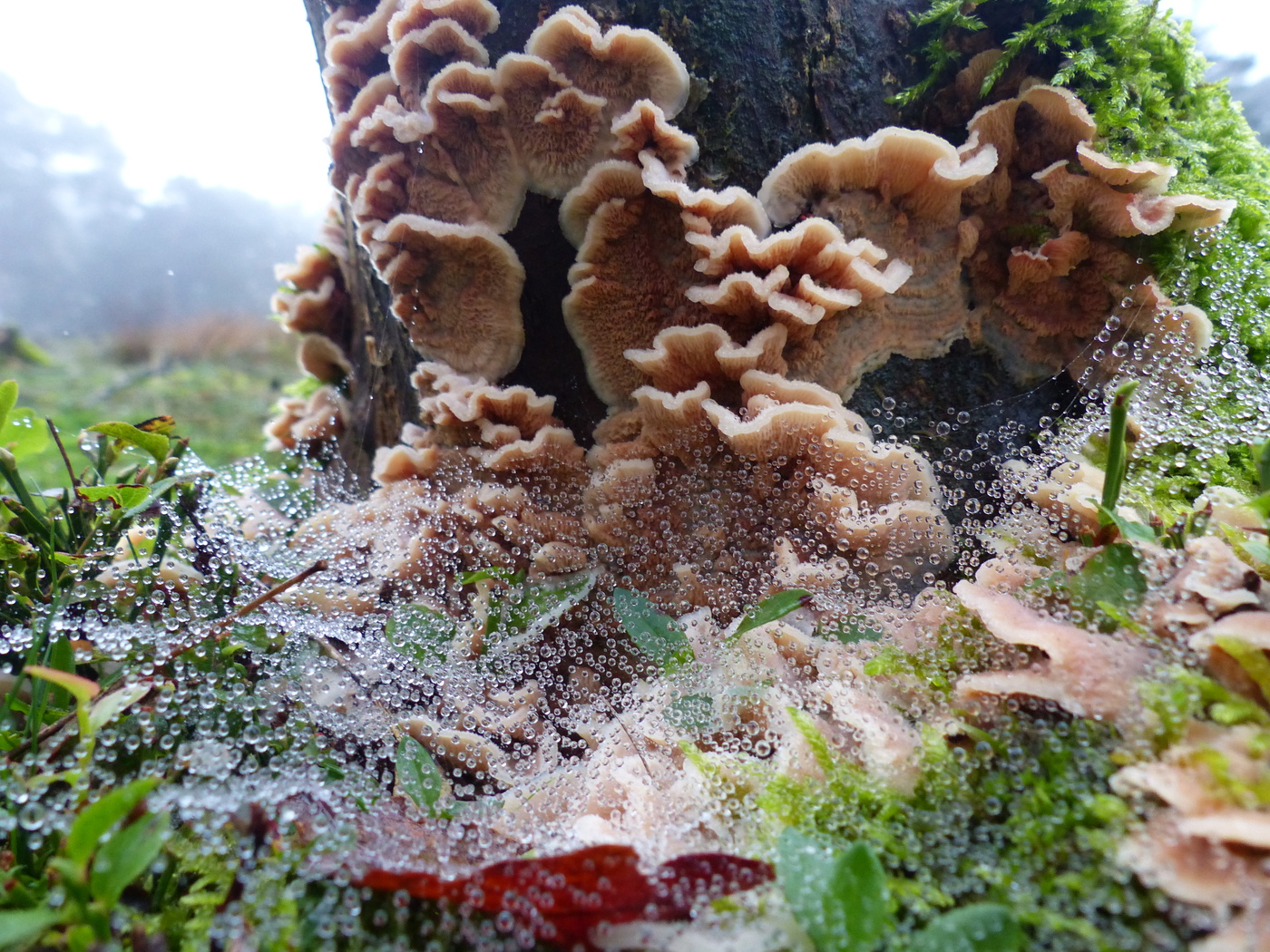 Mushroom Walk in Orderbos, Apeldoorn